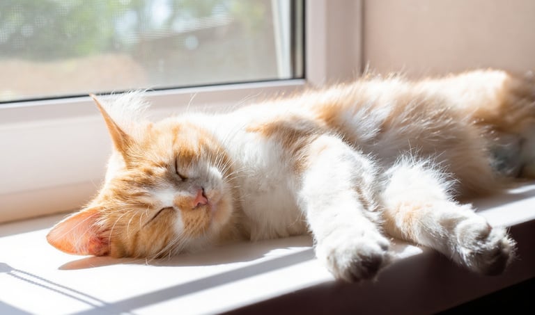 Pluche kattenbedje bevestigd aan een vensterbank voor optimaal uitzicht.