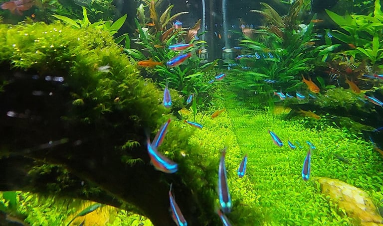 neon aquario plantado agua limpa