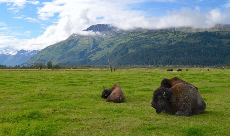 Anchorage, AK - Wood Bison Sanctuary, another giant at over 2,200 pounds