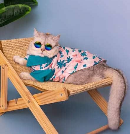 Un gato peludo con gafas de sol y una camisa tropical se relaja en tumbona de madera