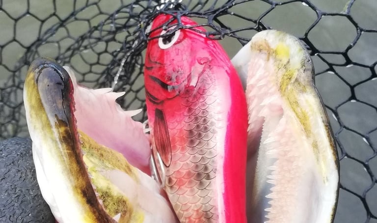 SALMO SLIDER in the mouth of a pike in Sweden