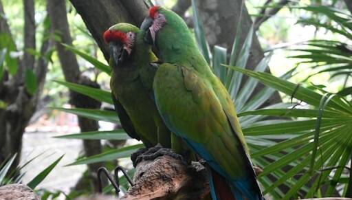 Playa del Carmen, Mexico - 2 green parrots talking to each other