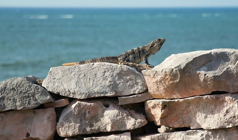 Tulum, Mexico - iguana on a rock wall by the beach
