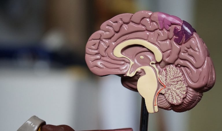 cerveau coupe transversale