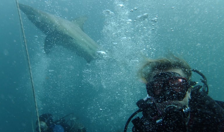 tracey billington Oceanic black tips on a baited shark dive, Aliwal Shoal, Umkomaas, South Africa