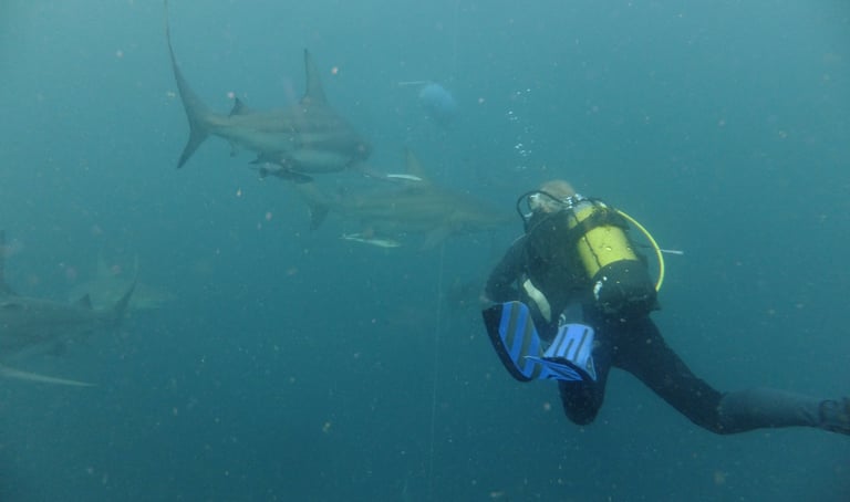Nick Billington Oceanic black tips on a baited shark dive, Aliwal Shoal, Umkomaas, South Africa