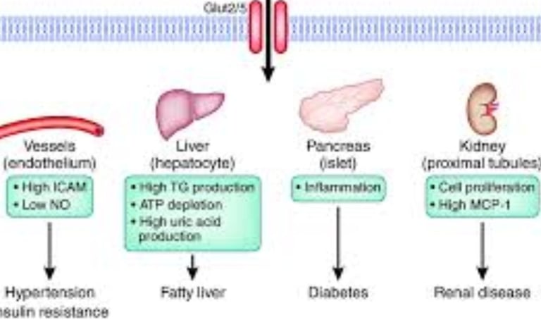 Fructose and Health  Relationship with Obesity,   Fasting  