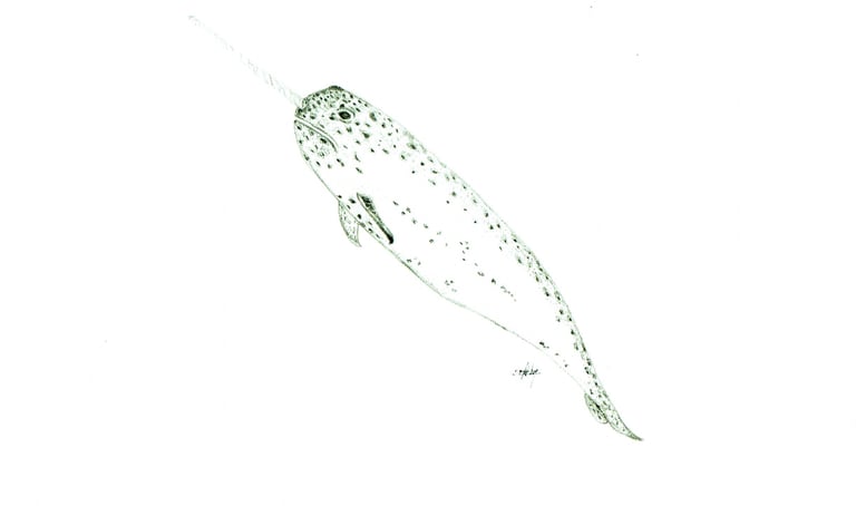 narval ascendant 6''X9''