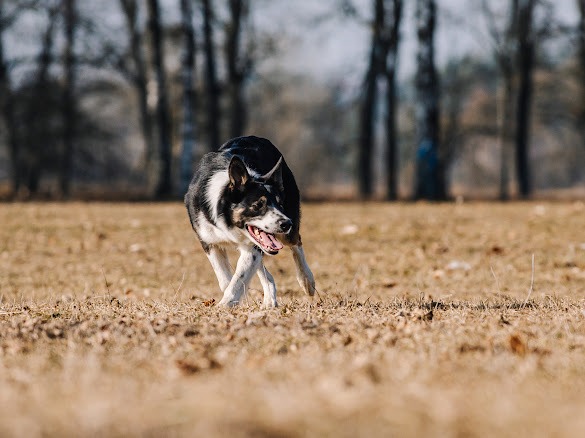 Border collie for sale