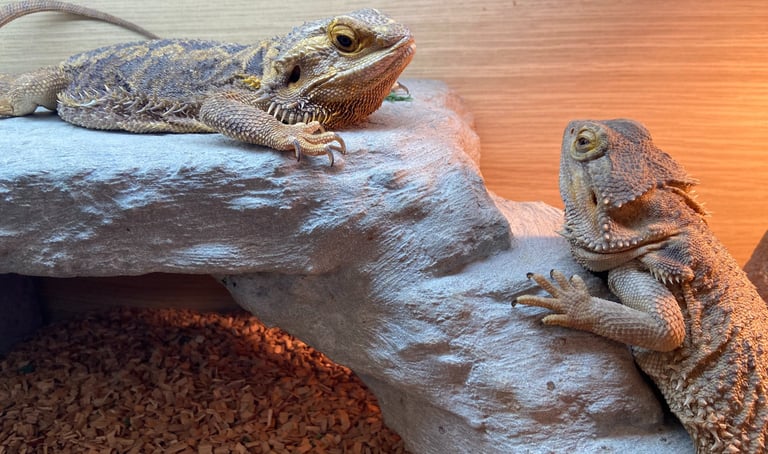 Click for information on small animal care and pet sitting services in Milton Keynes