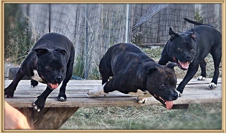 Condizione atletica e muscolatura eccellente dello Staffordshire Bull Terrier Grecalestaffs