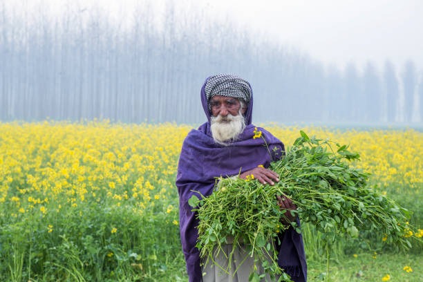 mustard field