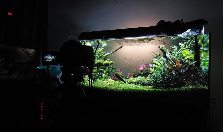 aquario plantado aquapaisagismo plantas