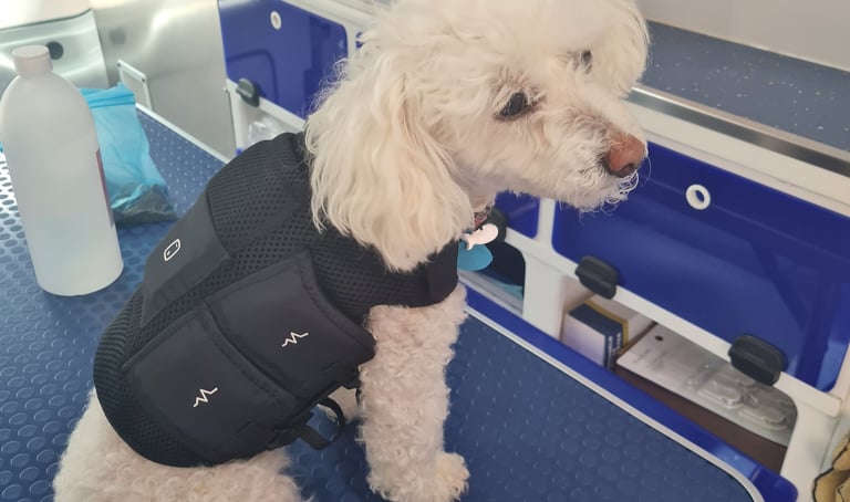 mascota en veterinaria a domicilio en Murcia