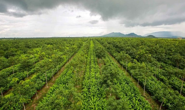 Nutricert turmeric farm in Cambodia