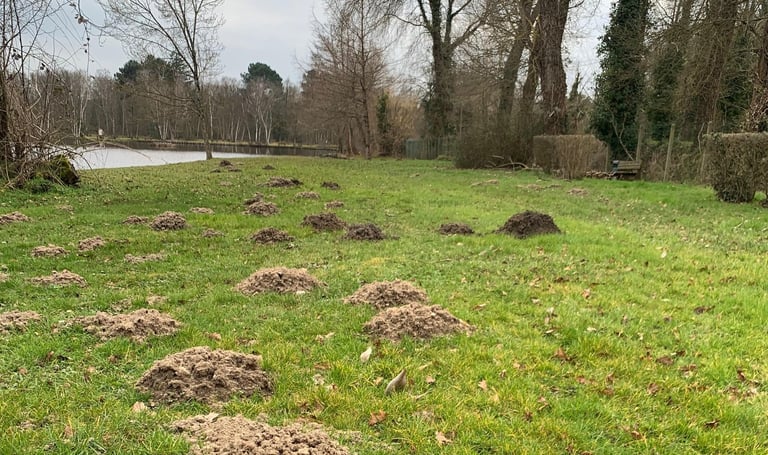 dégâts causés par les taupes dans un parc public