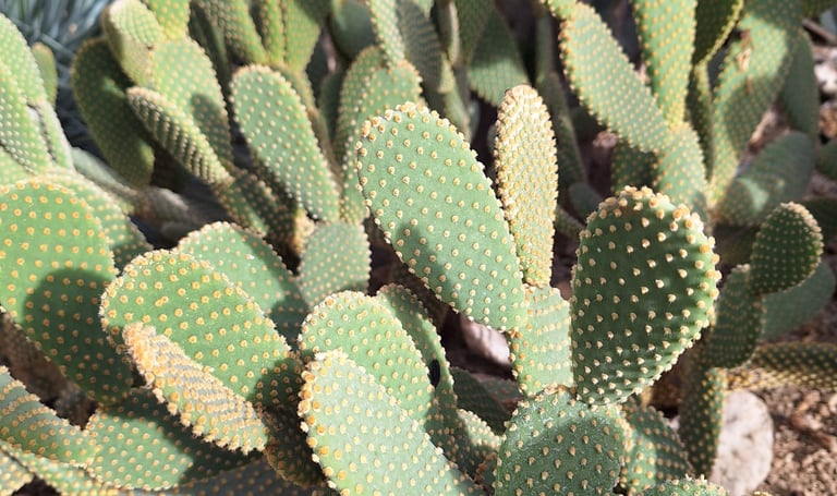 green Bunny Ear cacti