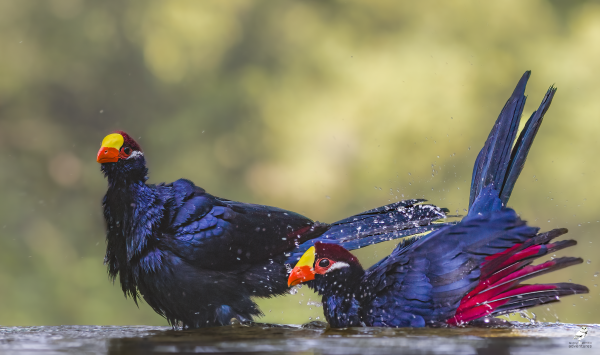 Violet Turaco pair bathing at Mandinari River Lodge photo hide
