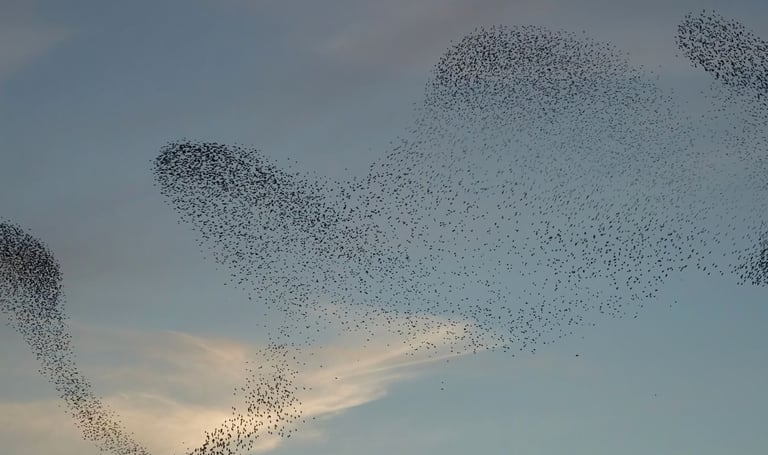 regroupement d'étourneaux dans le ciel