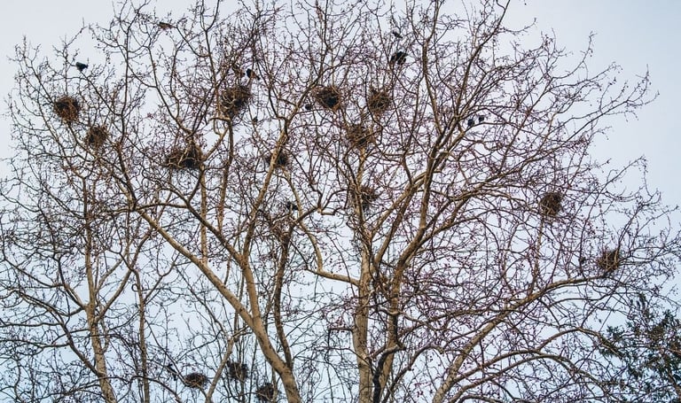 nids de corbeaux, appelées corbeautières alignées en hauteur sur les arbres