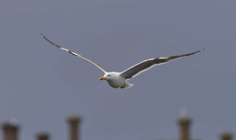 vol de goéland au dessus d'un site industriel