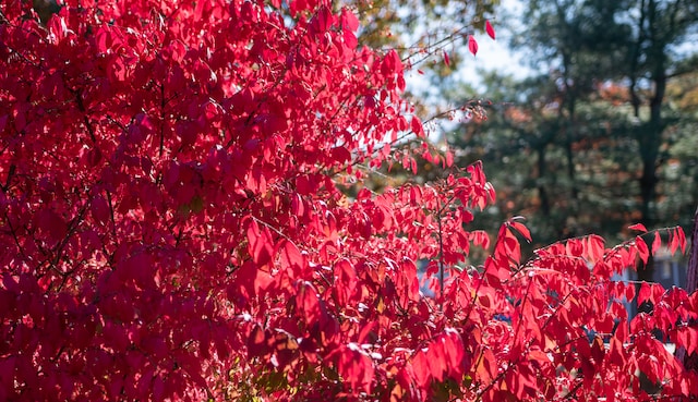 a leafy red full sun bush for zone 6