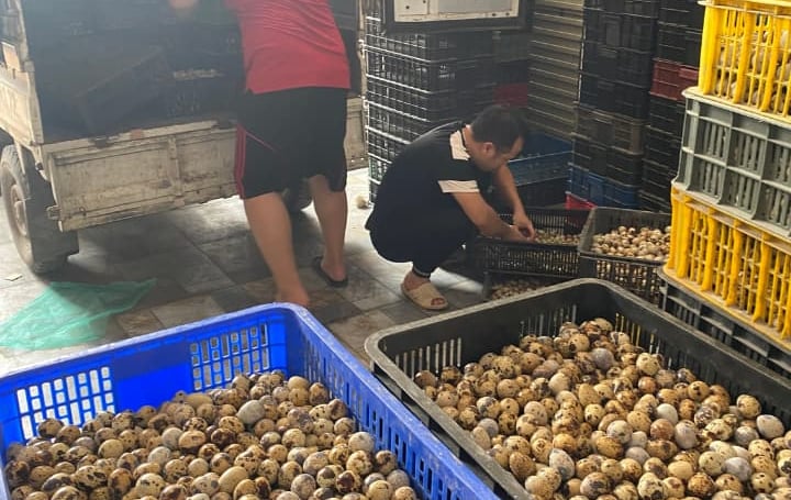 trứng chim cút bóc sẵn Đông Anh, Hà Nội, chim cút thịt, chim câu thịt giá sỉ