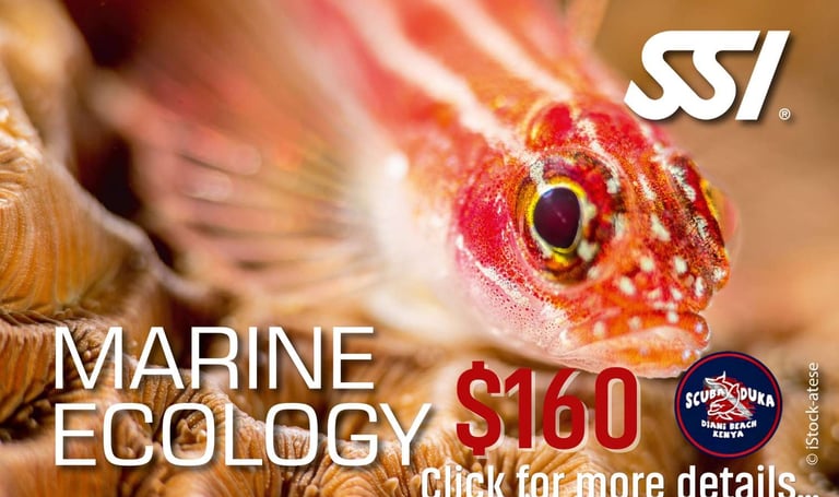 Close-up of a colorful tropical fish for an SSI Marine Ecology scuba diving course at Scuba Duka.