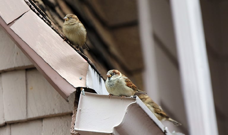 moineaux créant leurs nids dans une gouttière