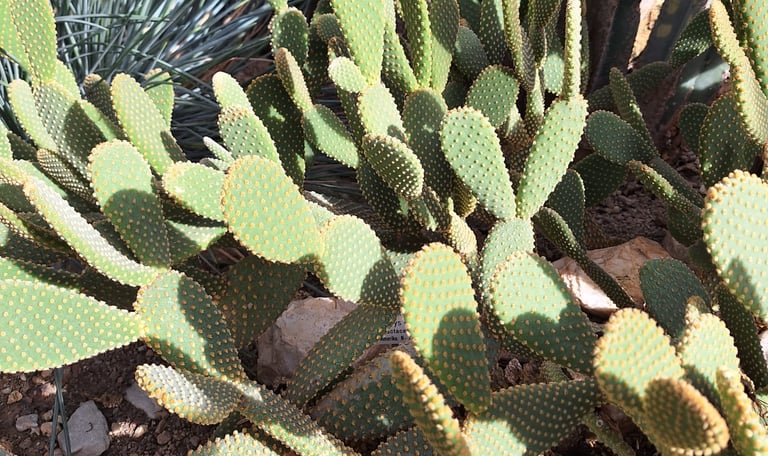 a lot of bright green cacti with tiny spines