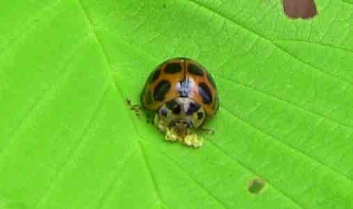 ladybug eating elm leaf beetle eggs