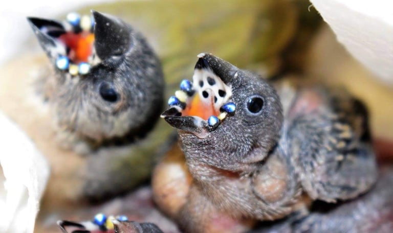 Two Gouldian finch chicks with open beaks showing glowing blue reflective mouth markings.