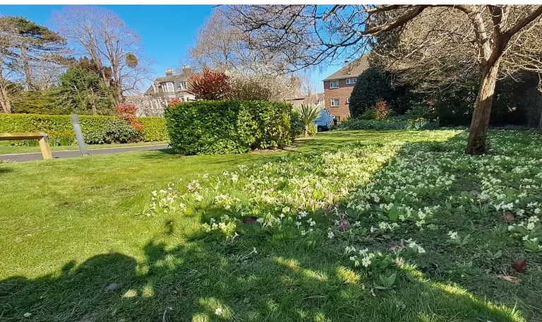Primroses growing on a lawn we manage in Eastbourne, East Sussex