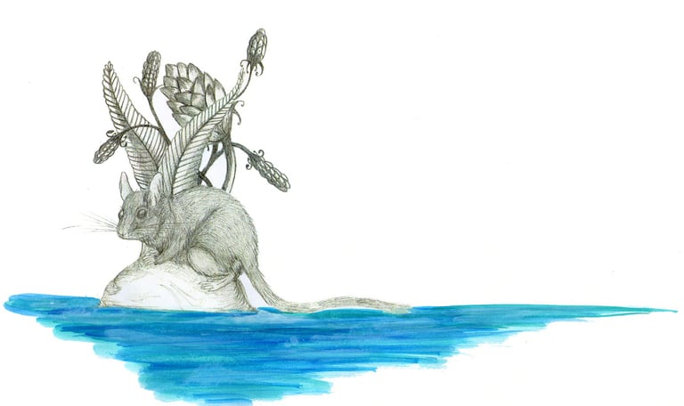 Draw of a rodent in an island, by Blanca Moncunill Solé CC BY-NC-ND 4.0