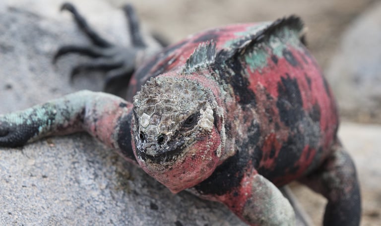 Galapagos iguanas on volcanic rocks in the northern islands itinerary