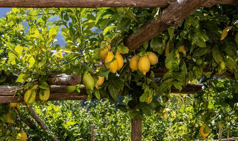Limoni-taste-sorrento-degustazione