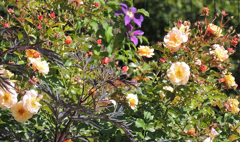 Allauch - Association rosier abricot + clématite + sureau pourpre