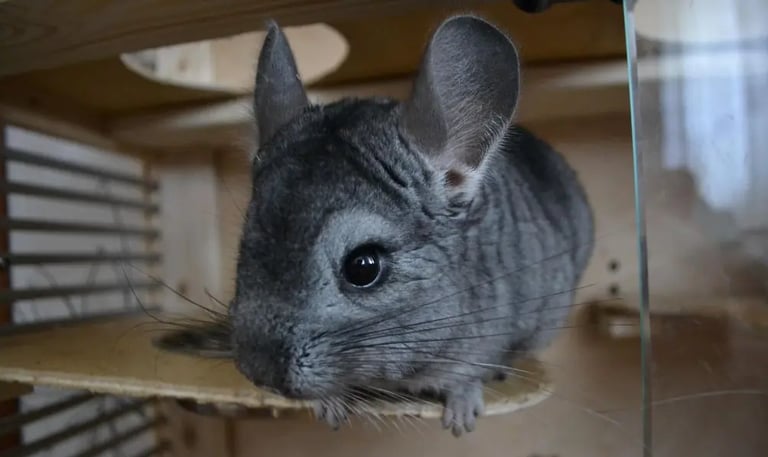 Chinchilla qui bénéficie d'une cage propre et désinfectée grâce à La Vie Sans Crotte.