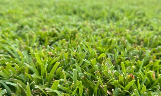 Cesped Natural Costa del Sol