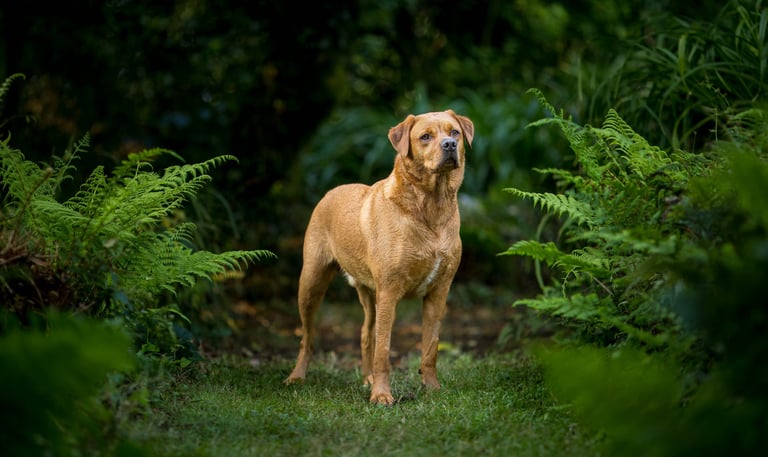 LokiPawtraits - a dog standing in the grass with ferns