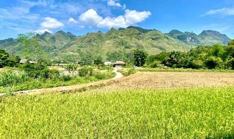 a field with a mountain in the background