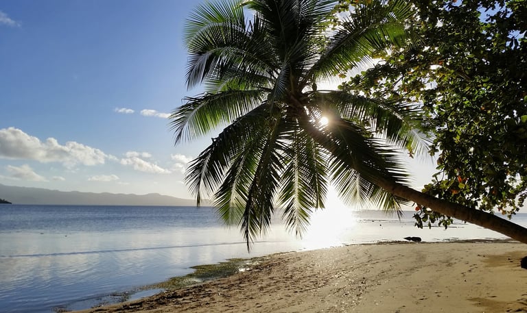 Fiji coastline with palm tree and sun