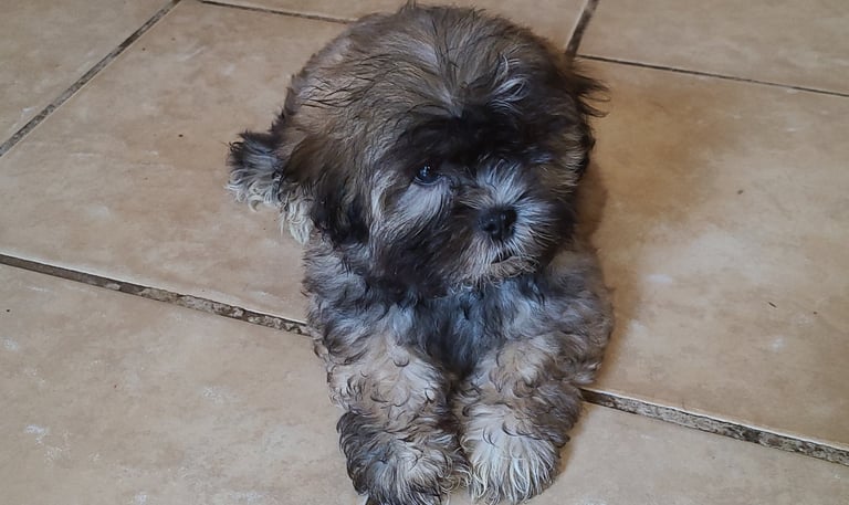 Brown Mal-Shi puppy on floor