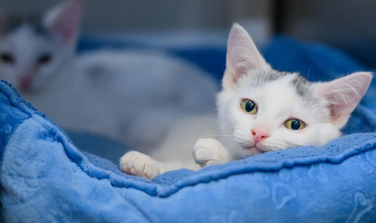 chaton qui profite d'un espace sain nettoyé par le service animalier La Vie Sans Crotte