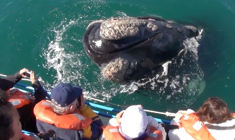 avistaje de ballena franca austral