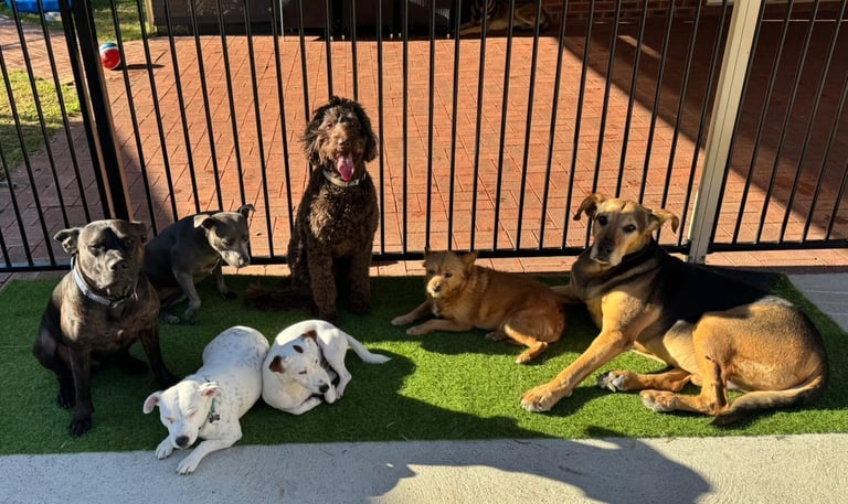 a group of dogs sitting in front of a gate