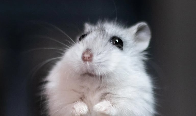 petit rongeur heureux et en bonne santé avec une cage propre et saine 