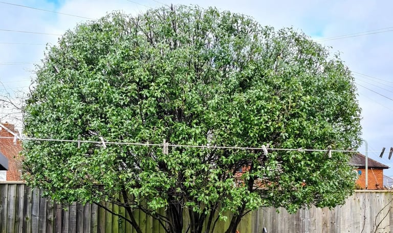 true pruning service devon