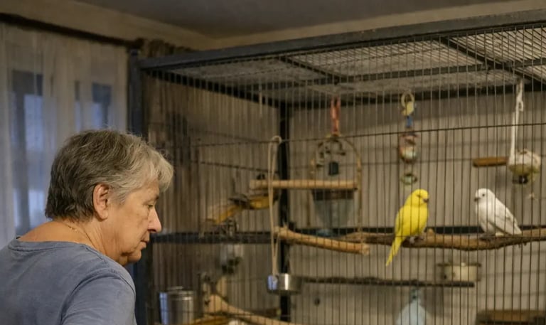 senior fatigué qui doit nettoyer la grande volière de ses oiseaux 