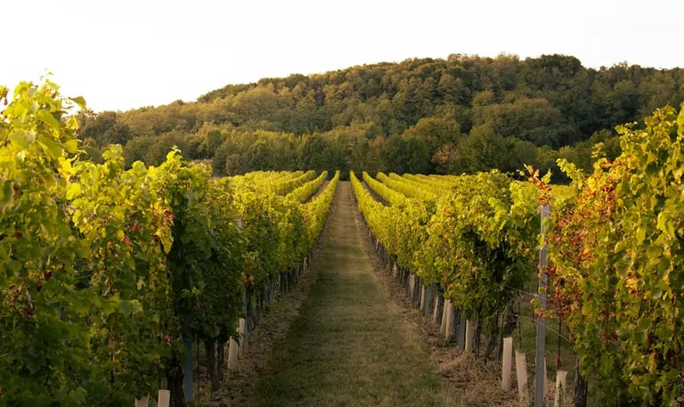 domaine viticole a aix en provence